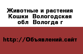 Животные и растения Кошки. Вологодская обл.,Вологда г.